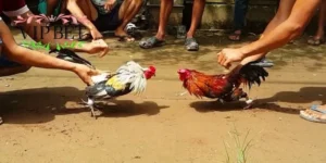 Định nghĩa và nguồn gốc của đá gà Campuchia