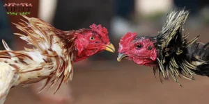 Gà đá đòn độc là những đòn tấn công vào điểm yếu của đối phương